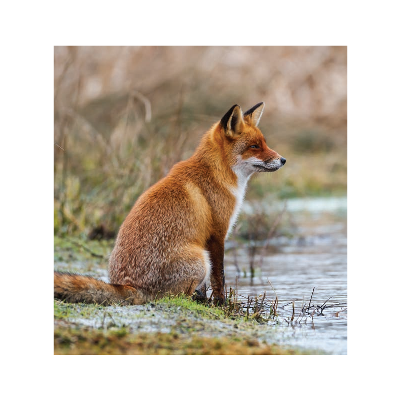 望远镜基础知识-倍率